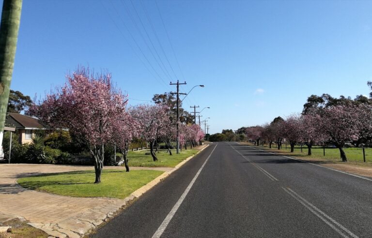 exploring nature's beauty outdoor adventures in kojonup, wa